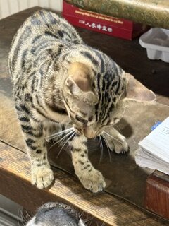 8 month old Bengal kitten image 3
