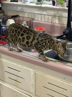 8 month old Bengal kitten image 2