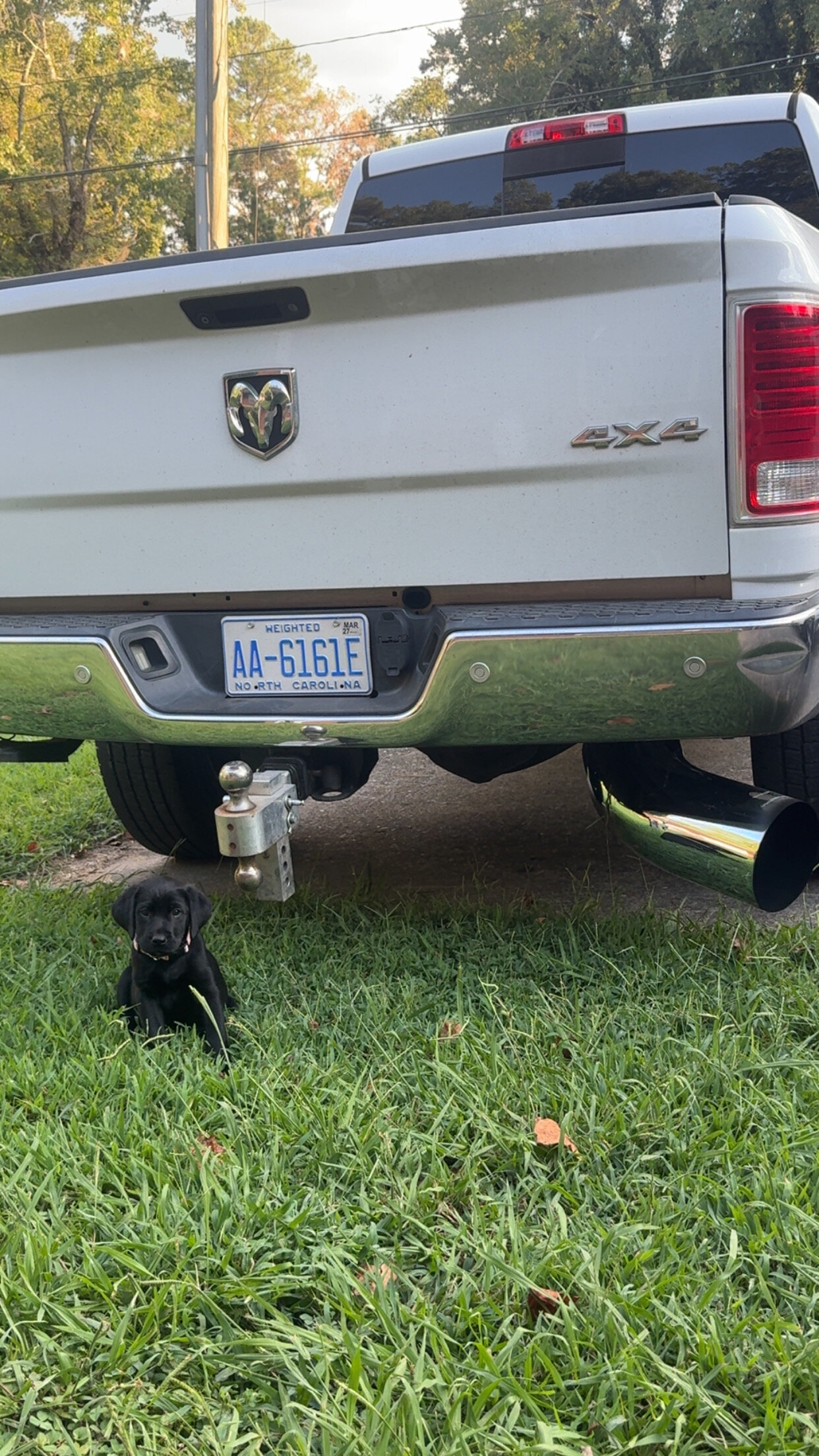 Dog image 5