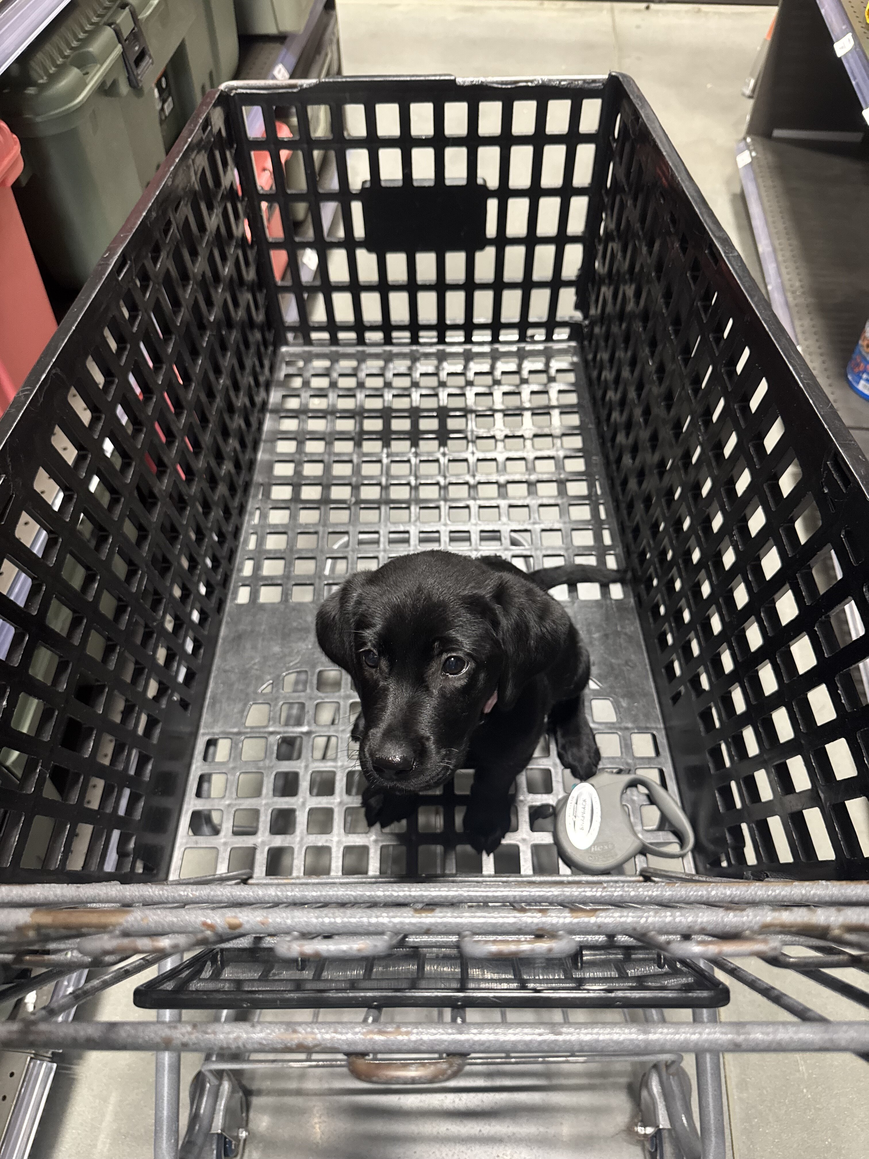 Dog image 4