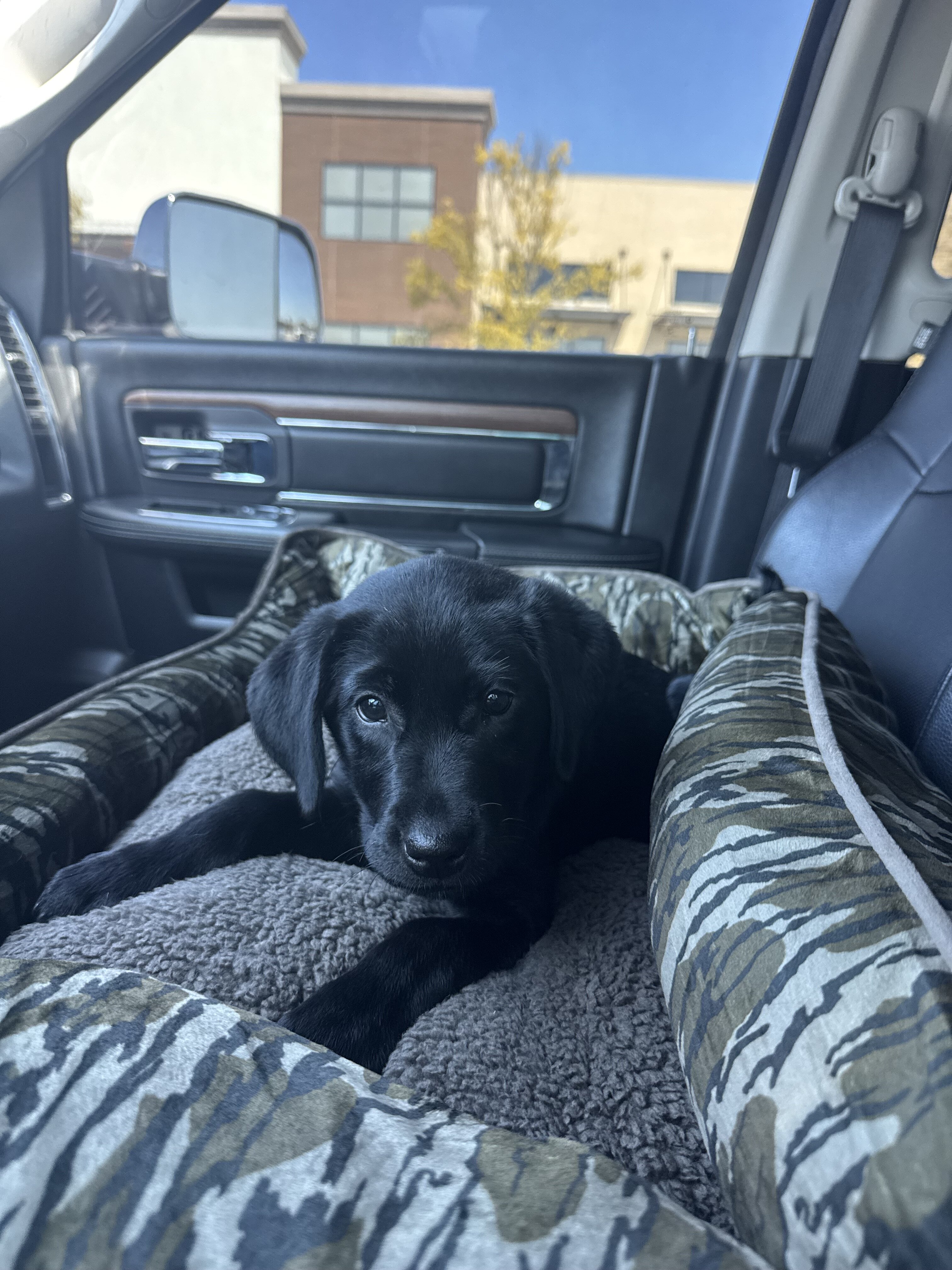 Dog image 2