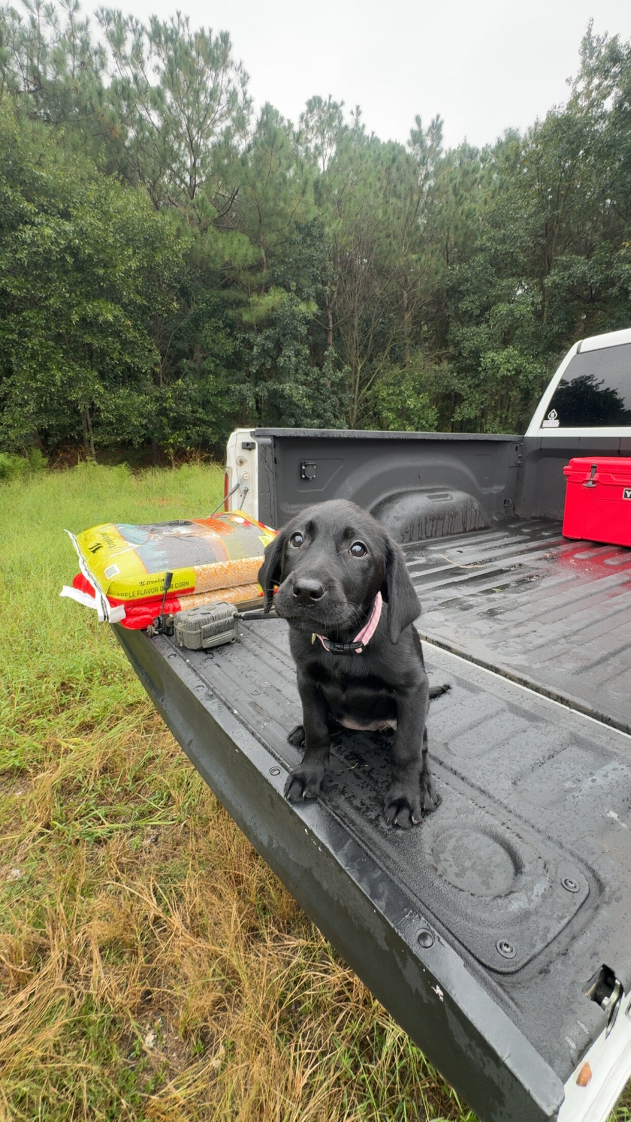 Dog image 1