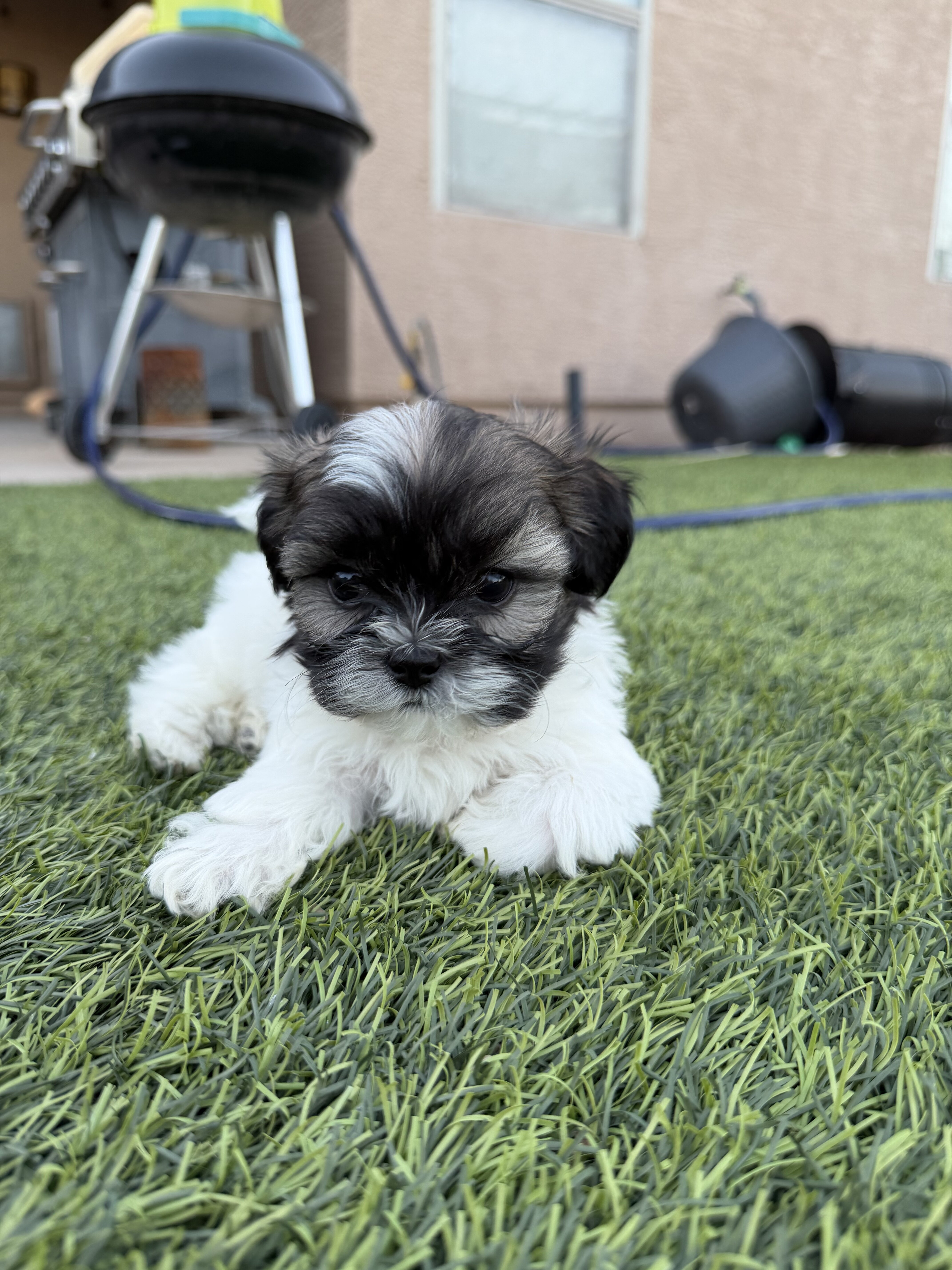 Shih Tzu puppies image 2