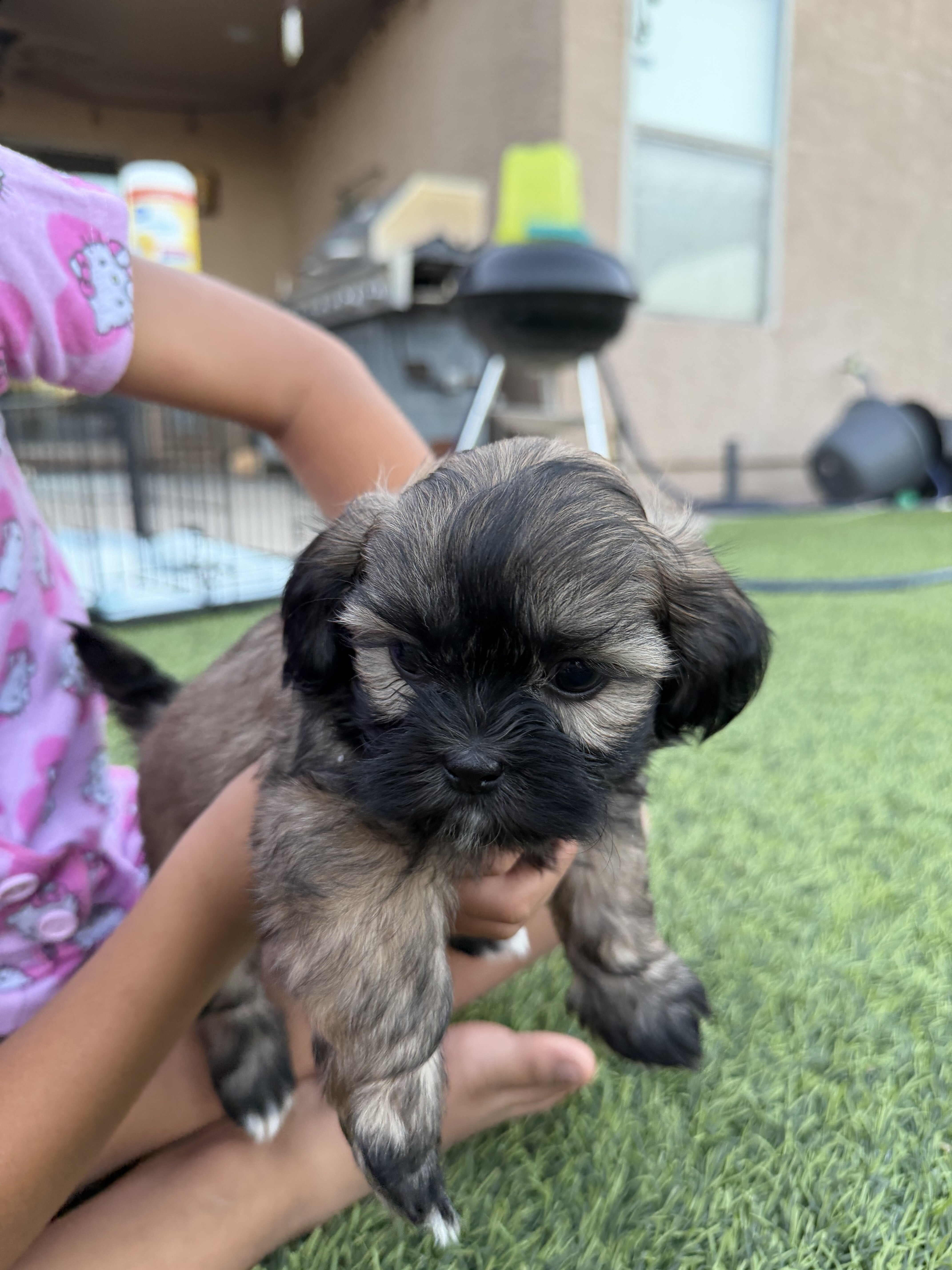 Shih Tzu puppies image 1