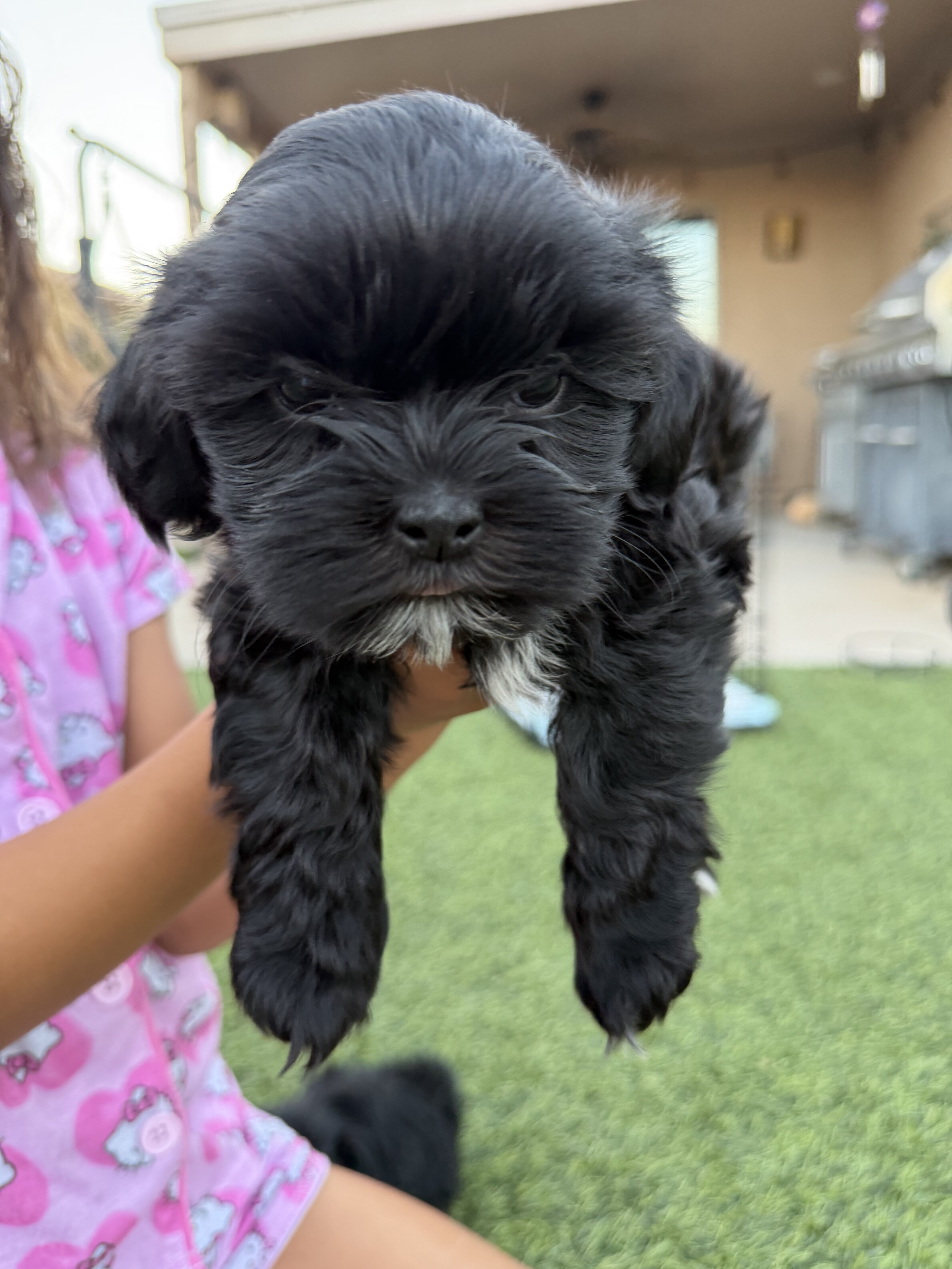 Shih Tzu puppies image 3