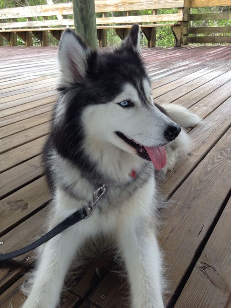 Siberian Husky image 2