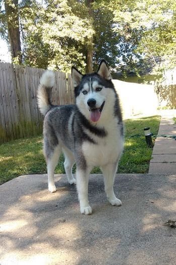 Siberian Husky image 3