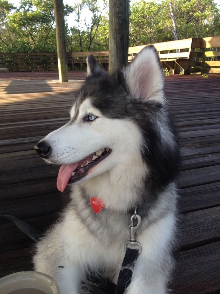 Siberian Husky image 1