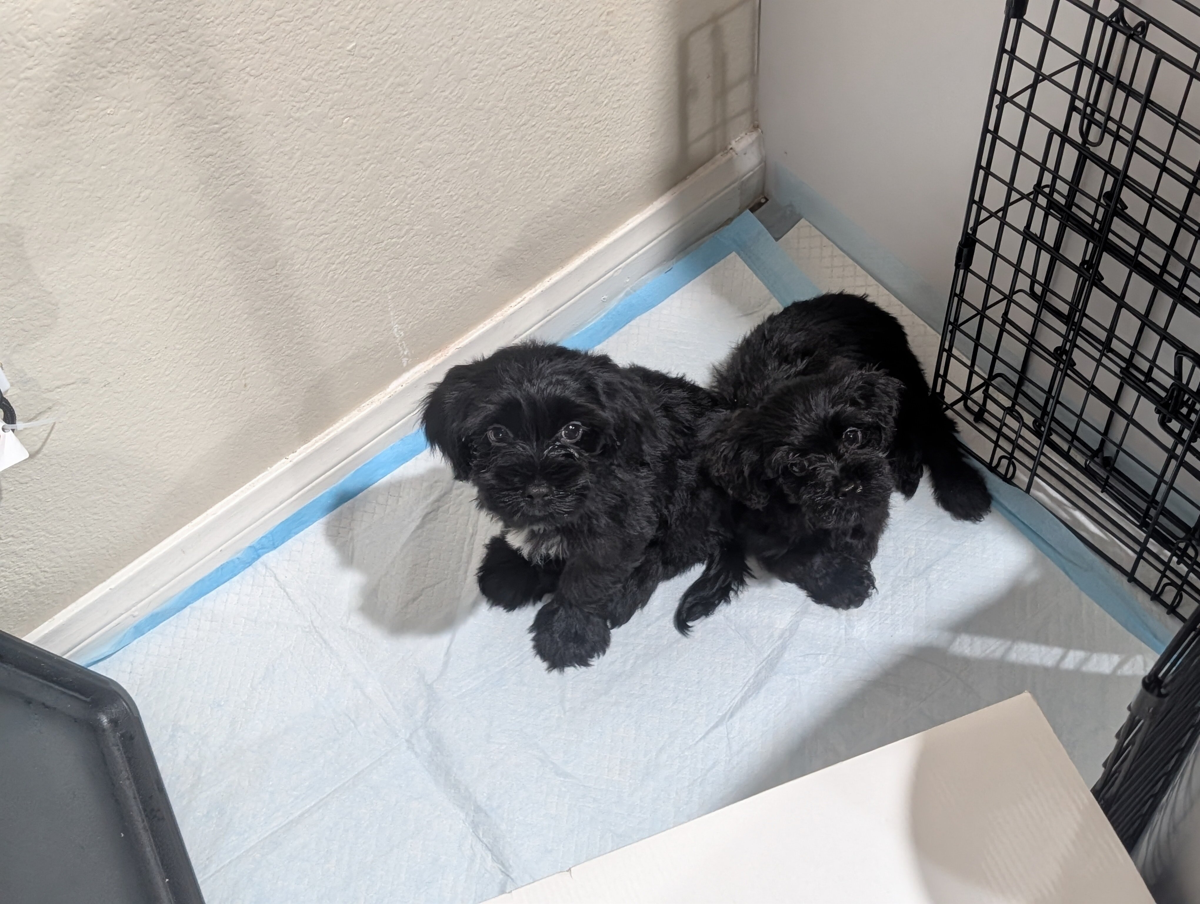Morkie image 4