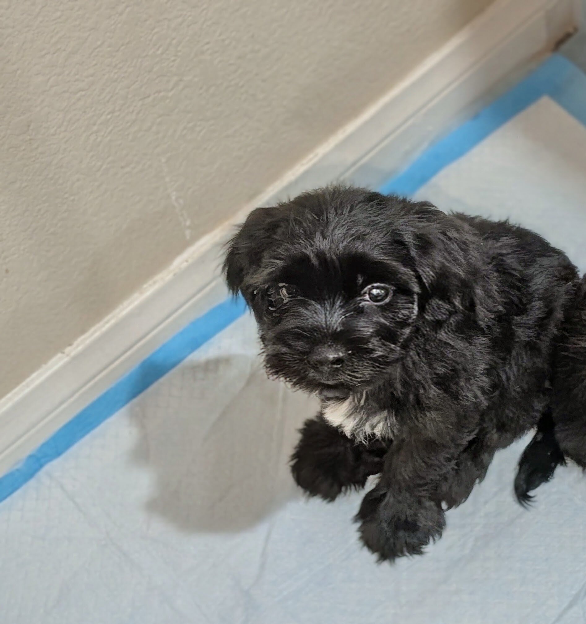 Morkie image 1