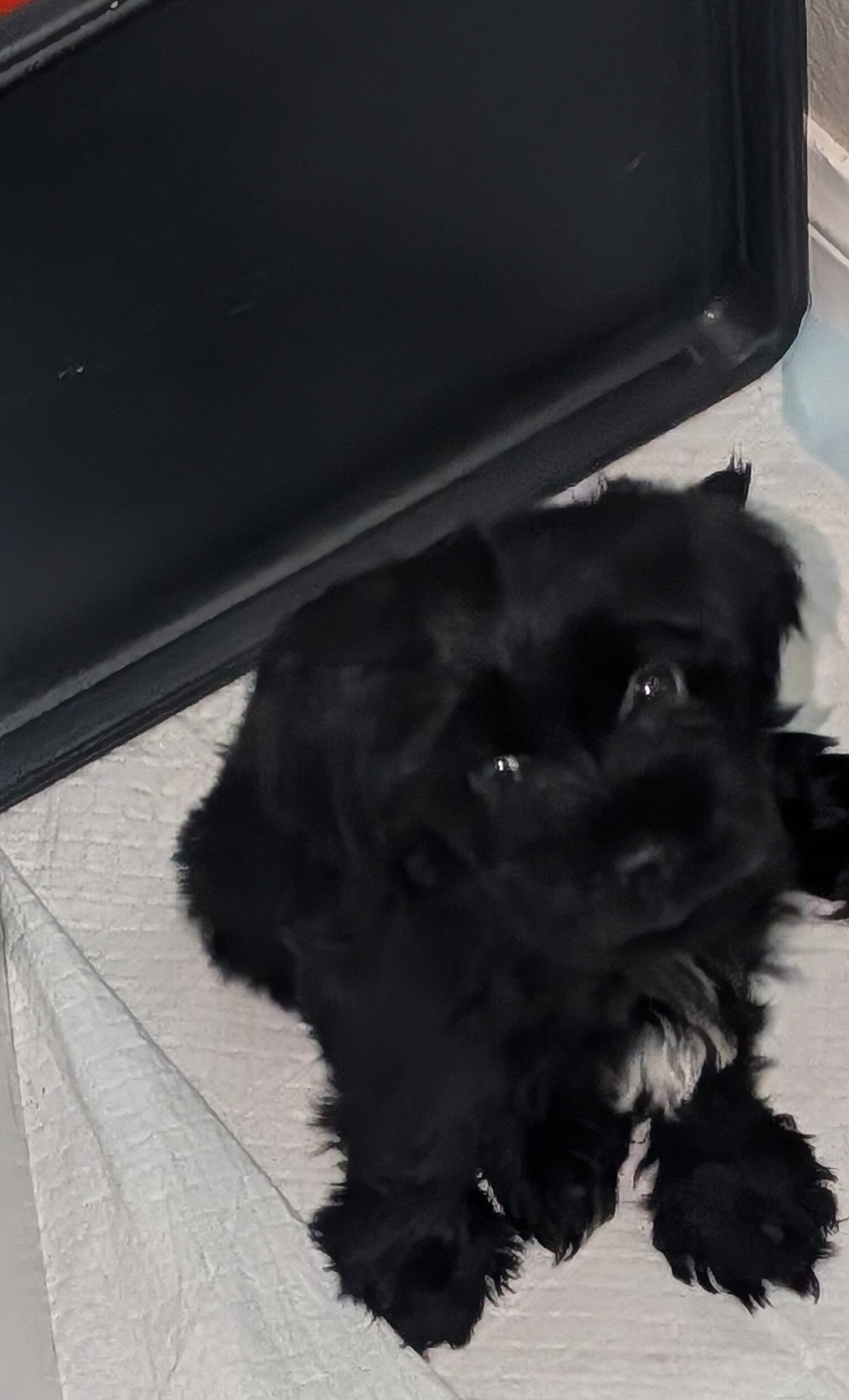 Morkie image 2