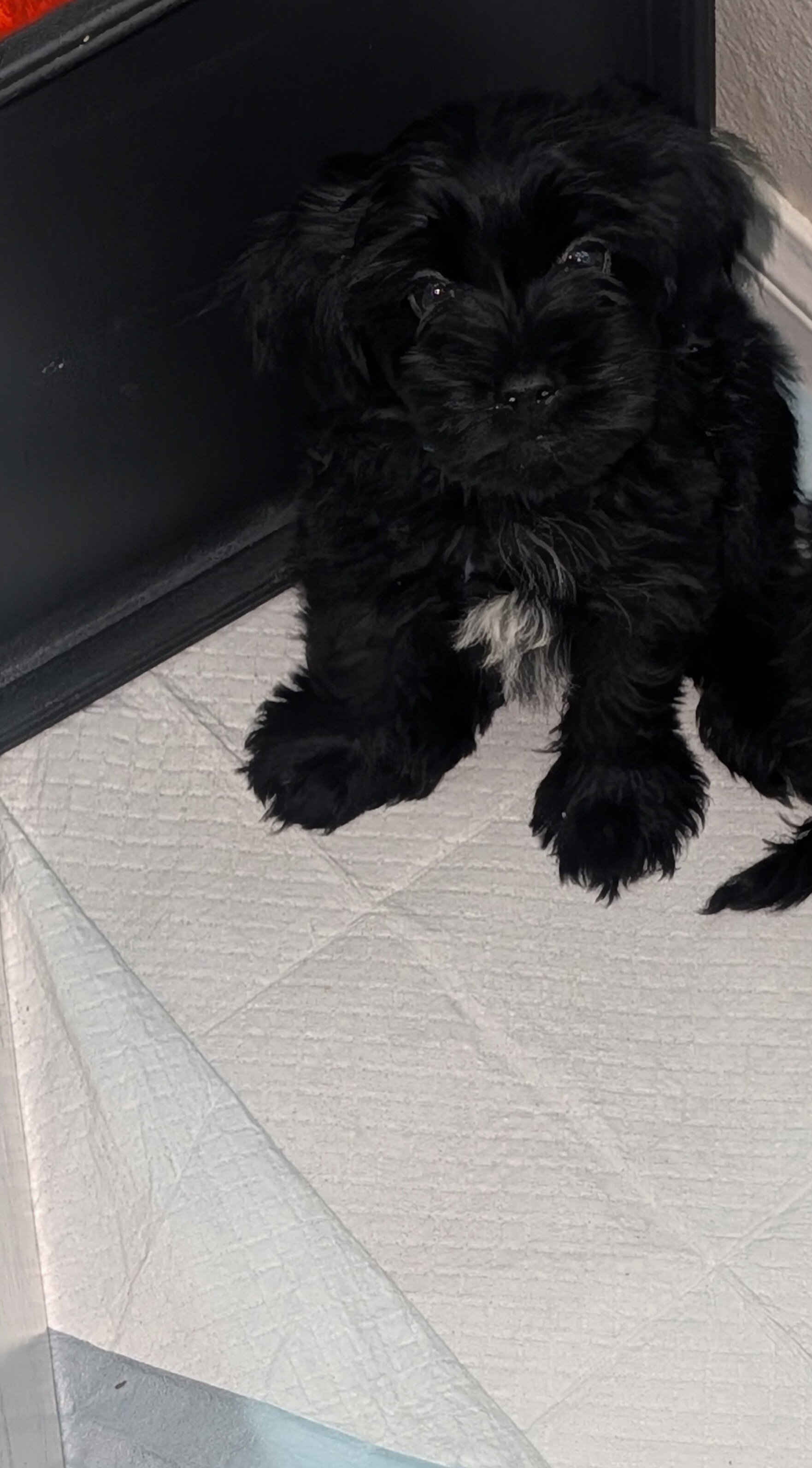 Morkie image 3