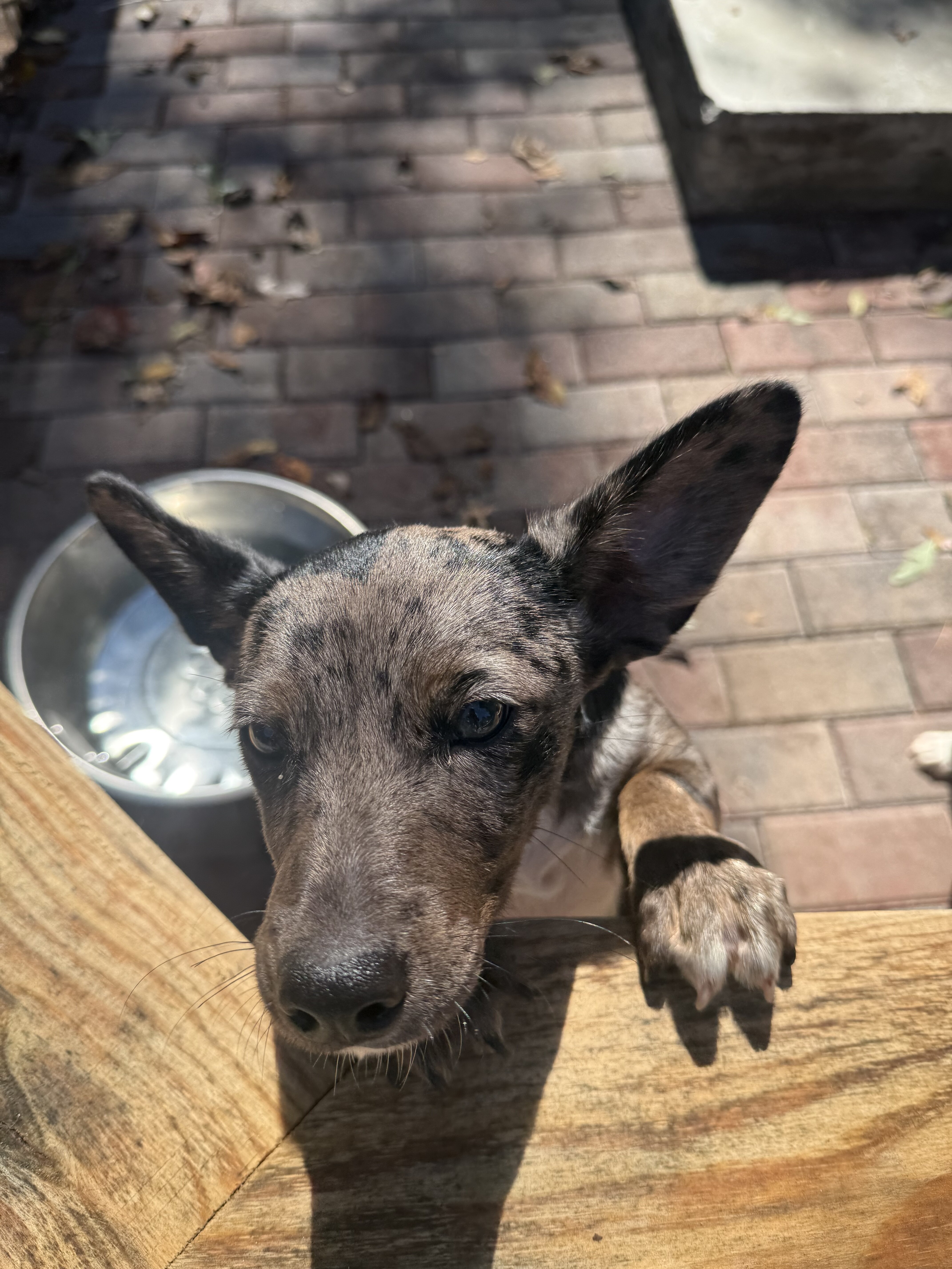 Corgi/Blue Heeler mix puppies image 6