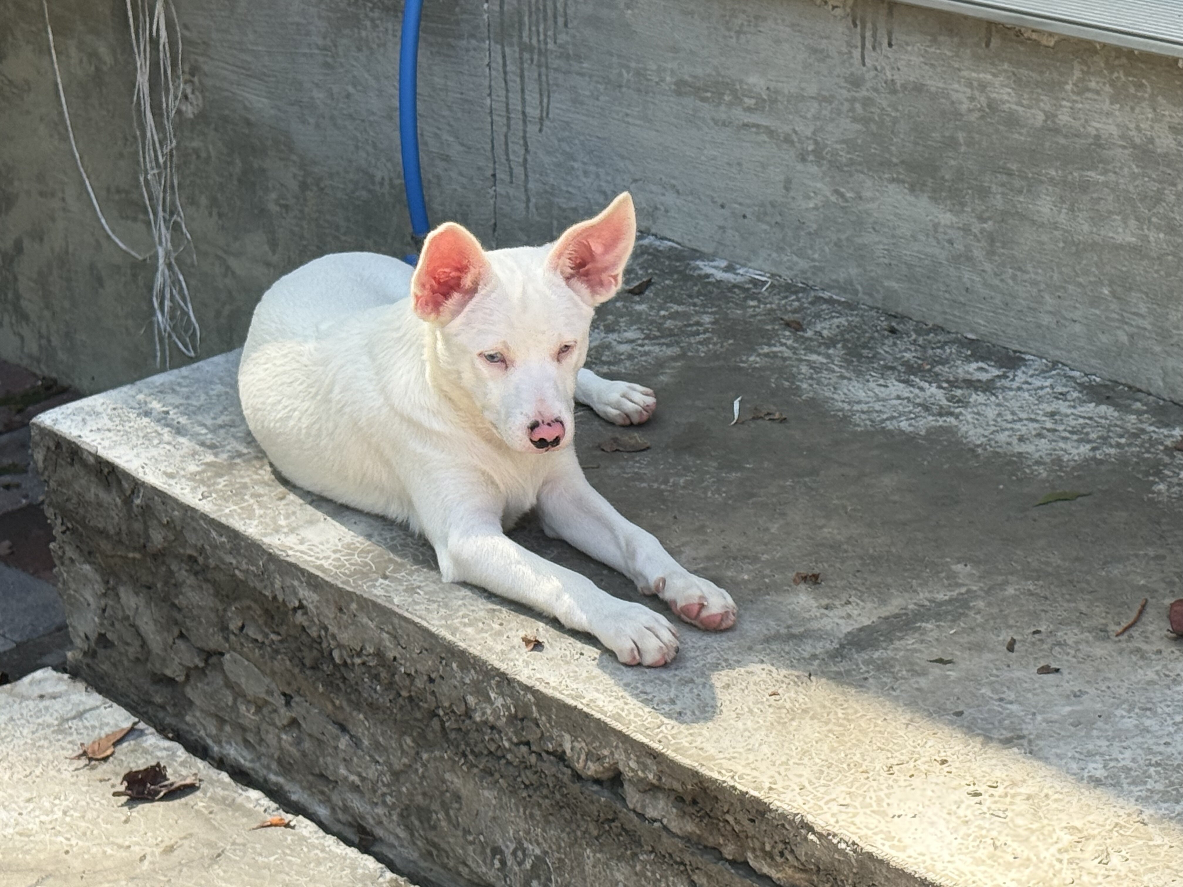 Corgi/Blue Heeler mix puppies image 5