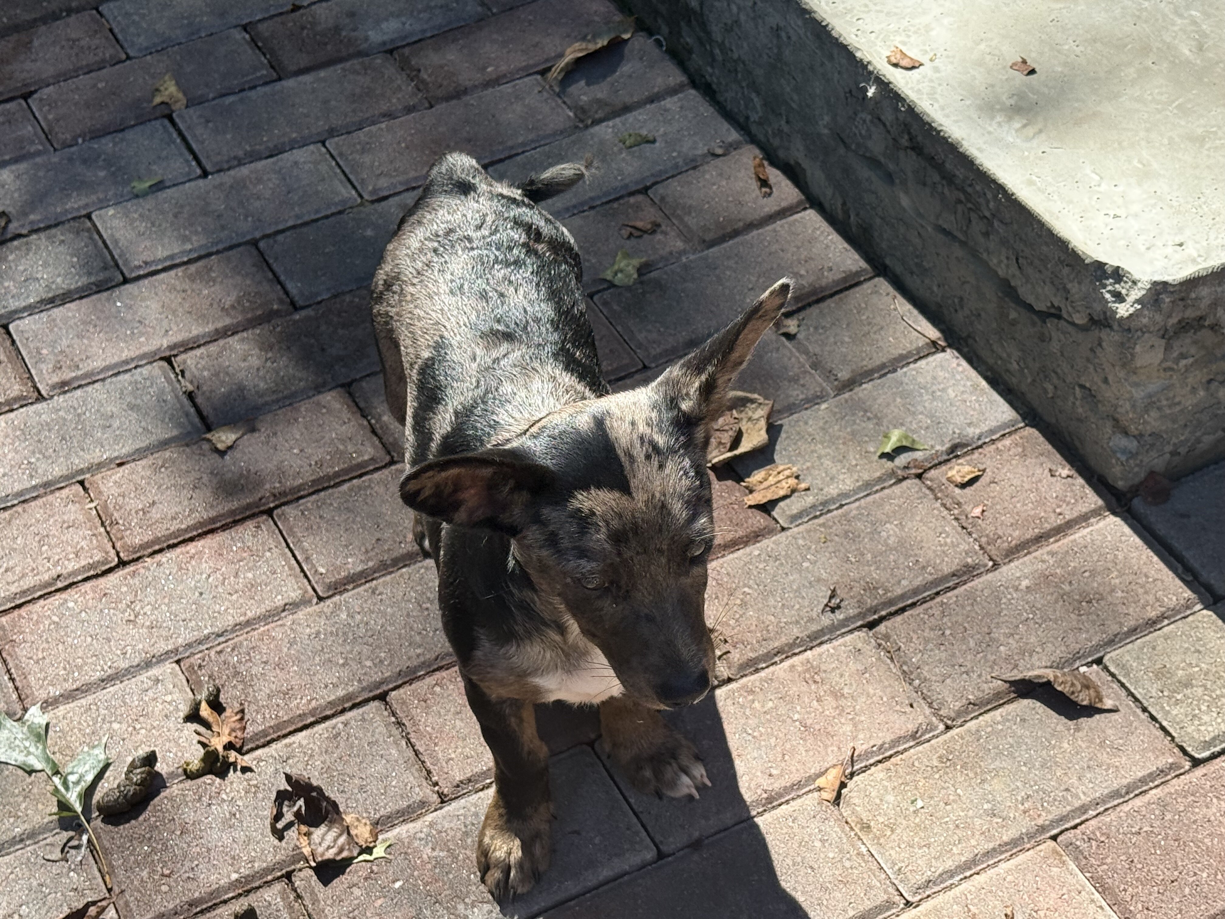 Corgi/Blue Heeler mix puppies image 3