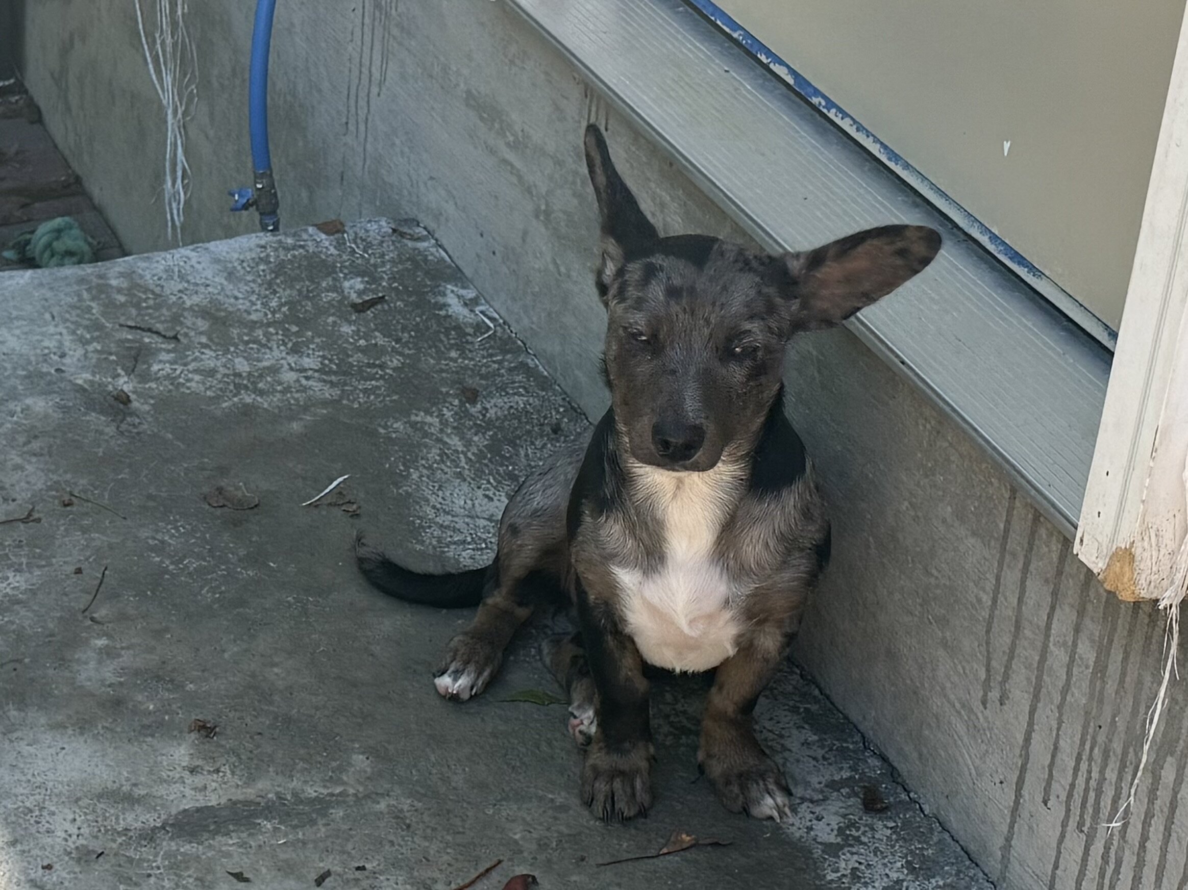 Corgi/Blue Heeler mix puppies image 2