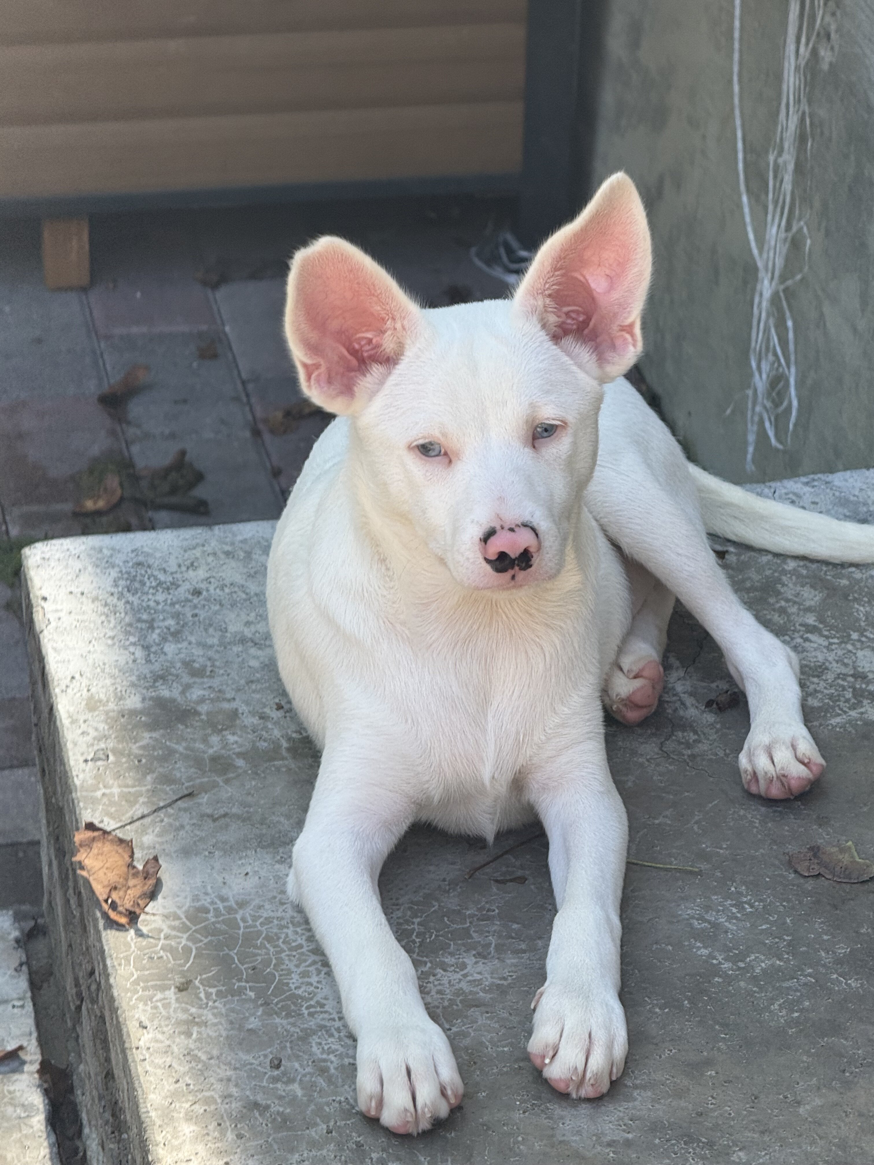 Corgi/Blue Heeler mix puppies image 1
