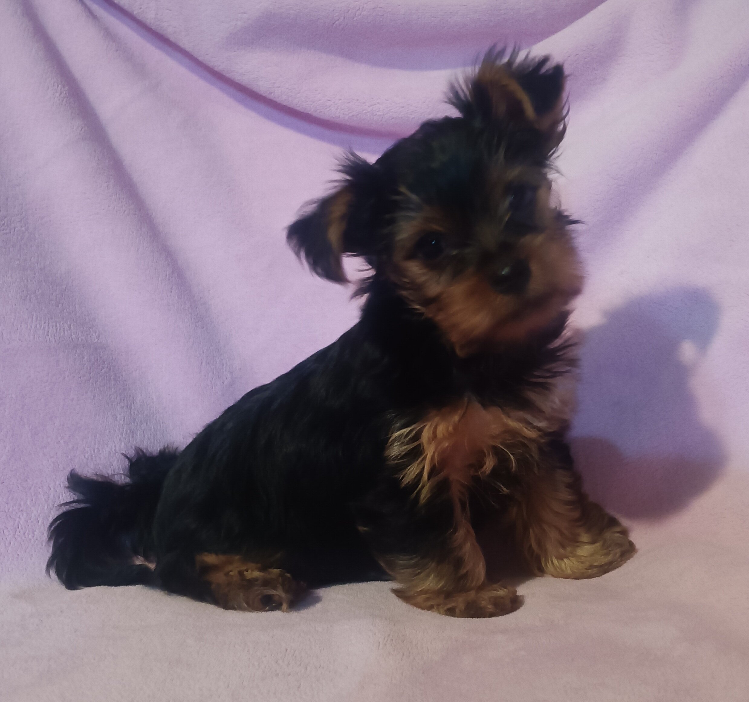 Yorkie image 1