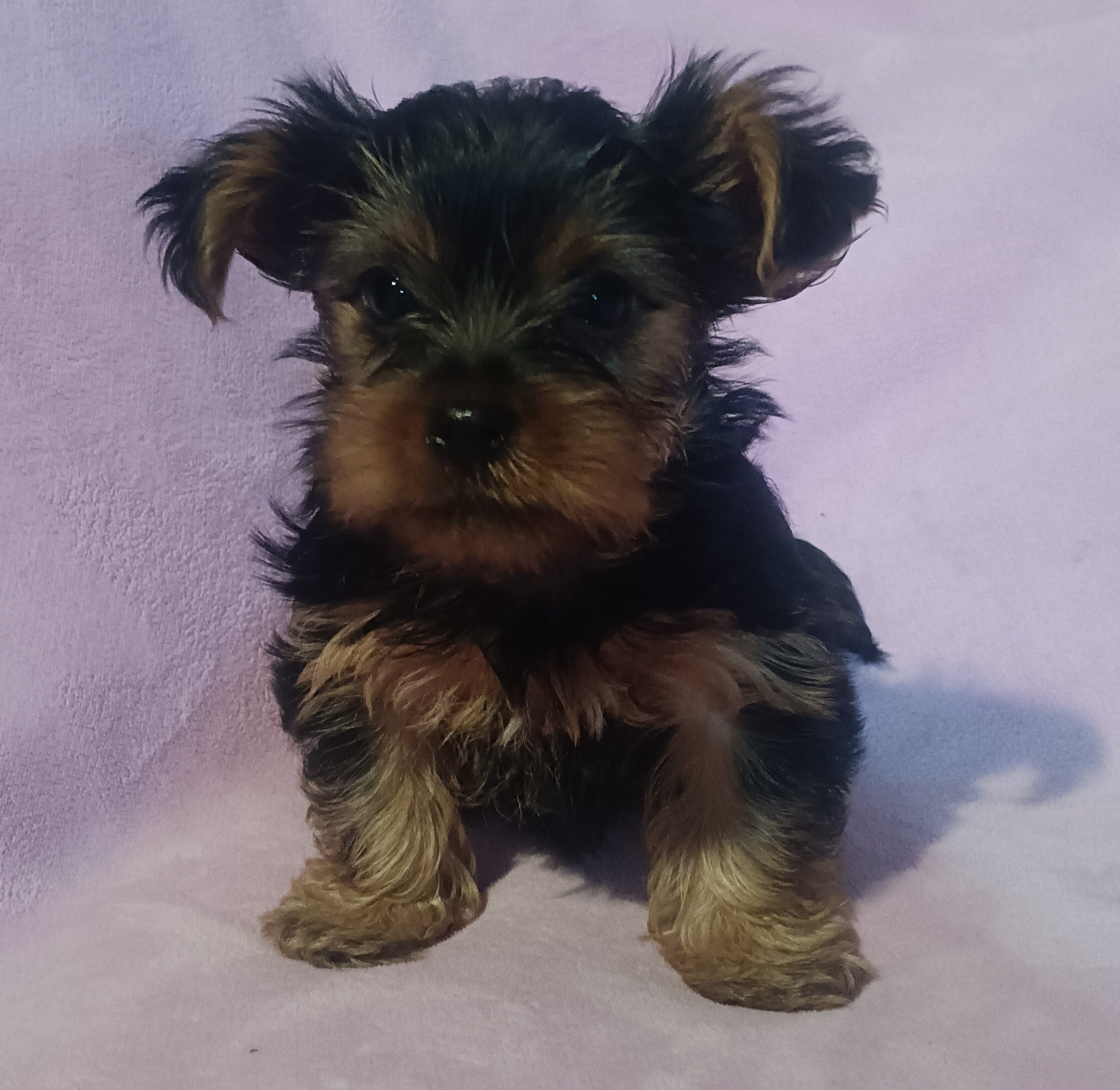 Yorkie image 2