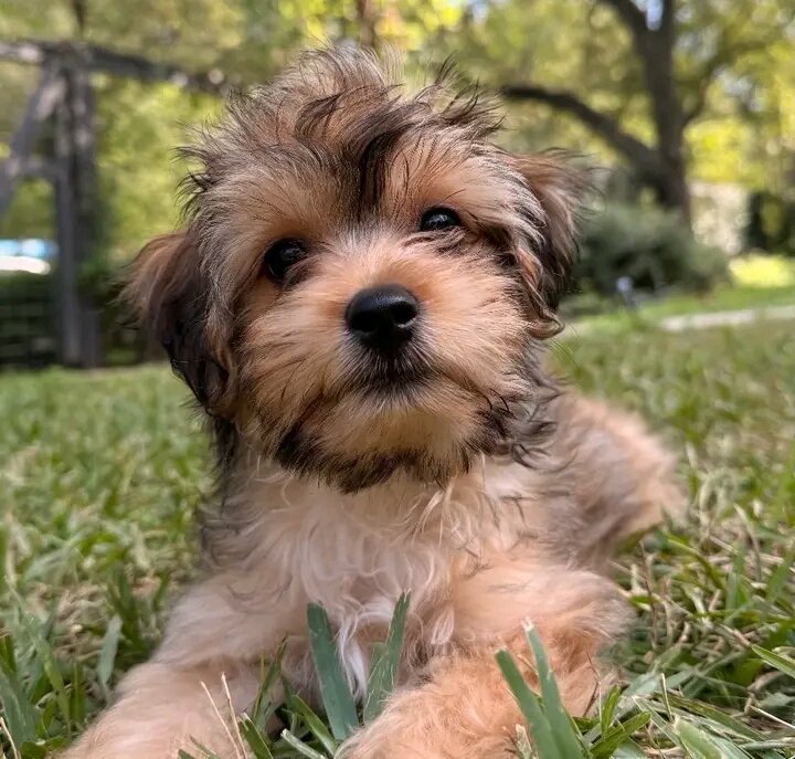 Healthy yorkie puppy rocky image 3