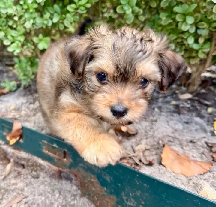 Healthy yorkie puppy rocky image 1