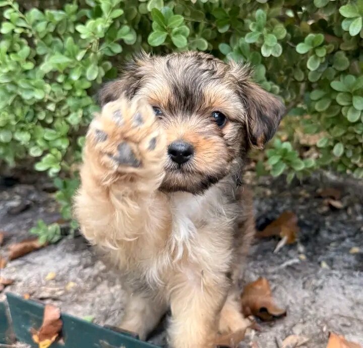 Healthy yorkie puppy rocky image 2