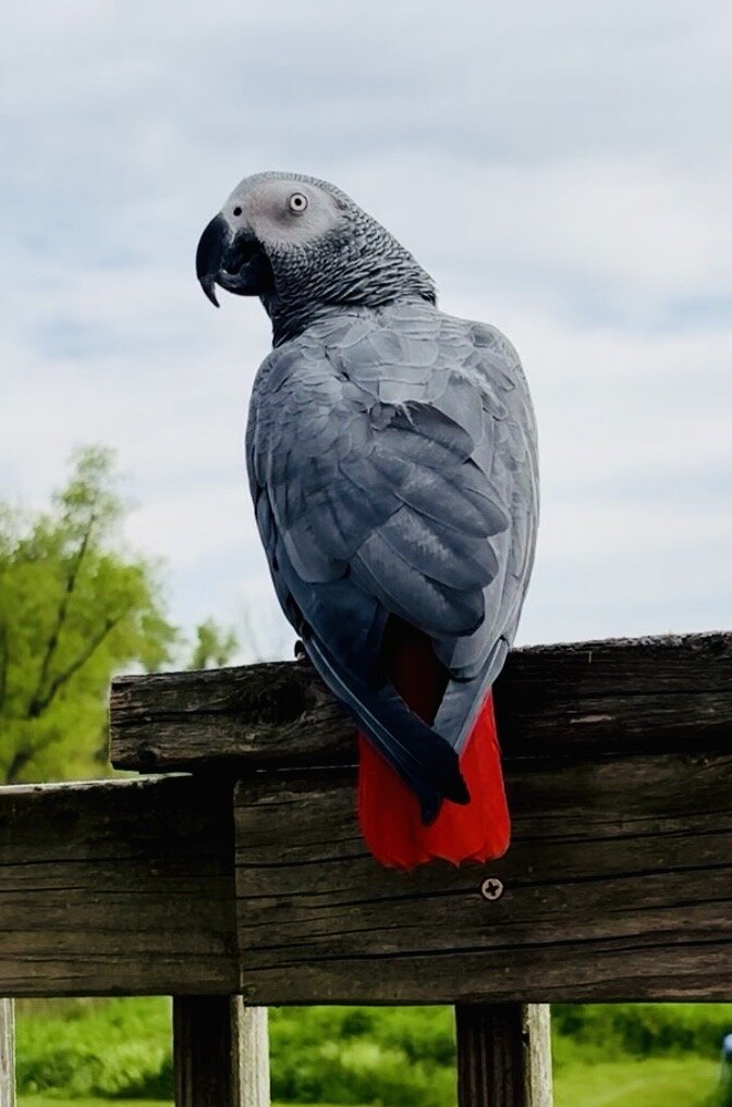 African Grey image 1