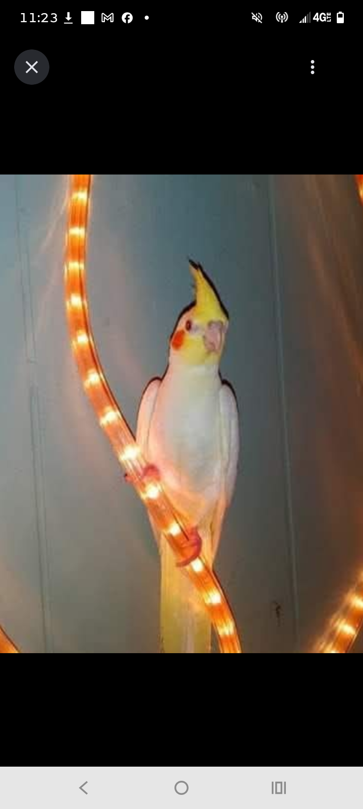 Cockatiel image 1