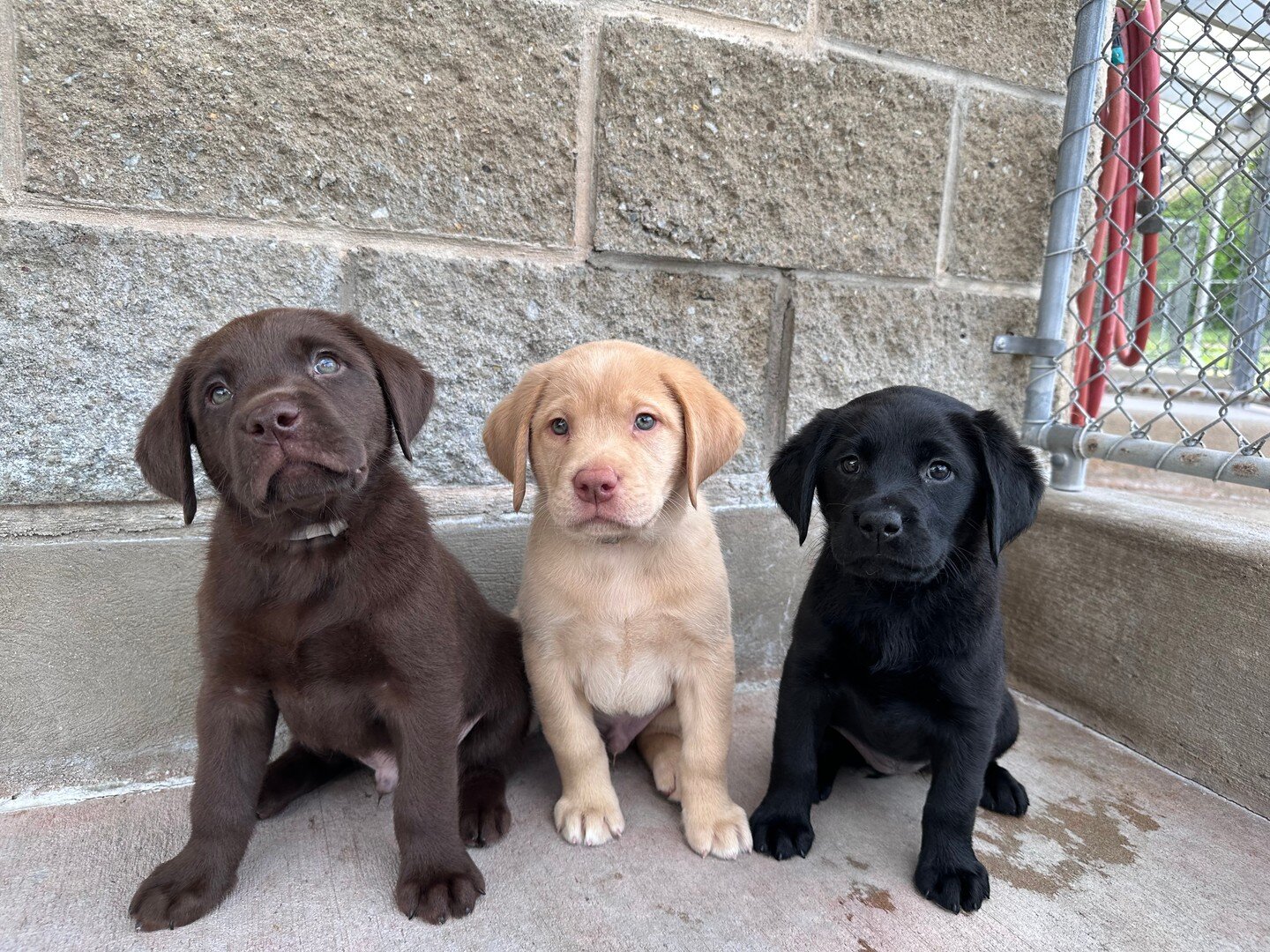 Labrador puppies available image 1