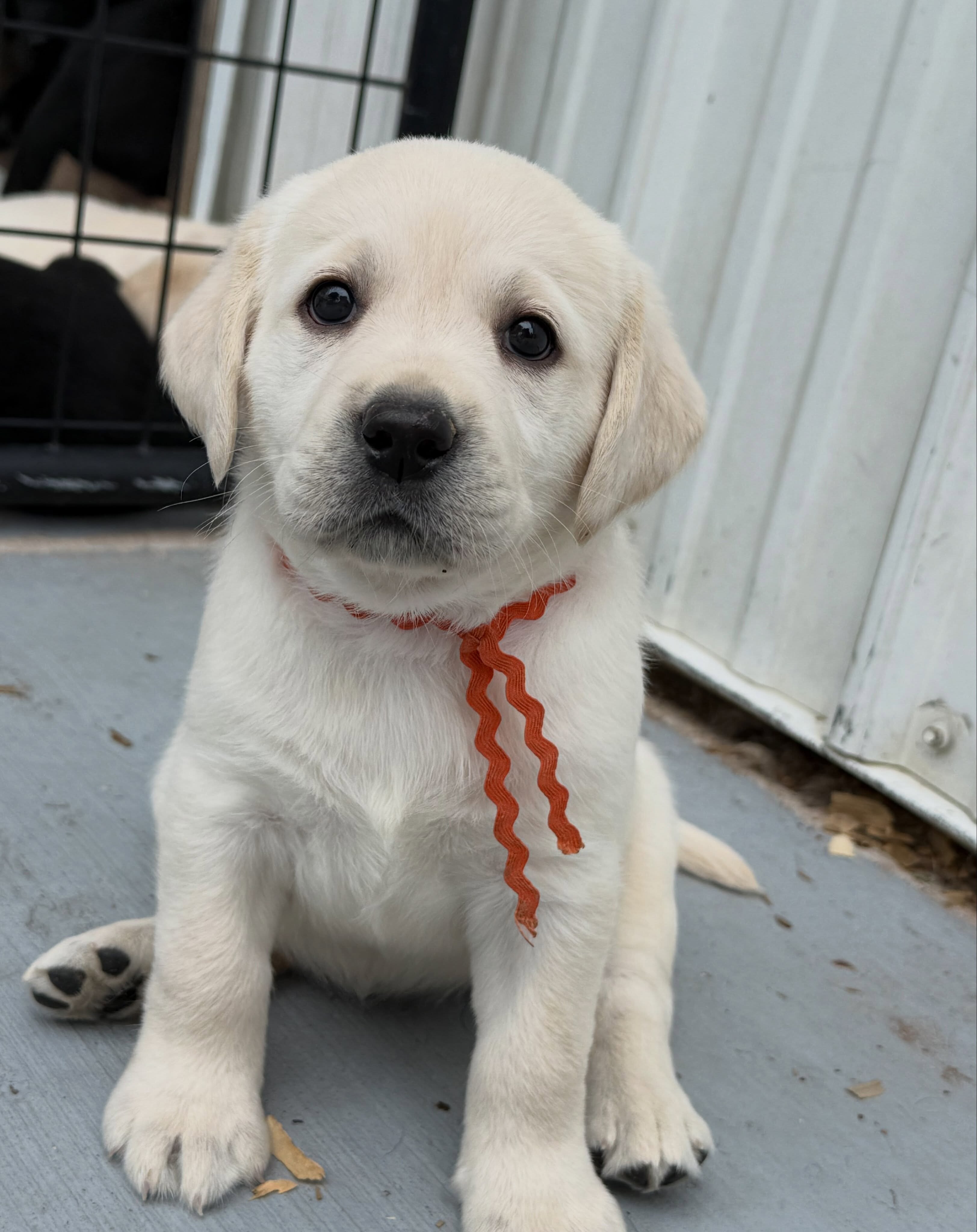 Healthy Labrador Puppies image 1