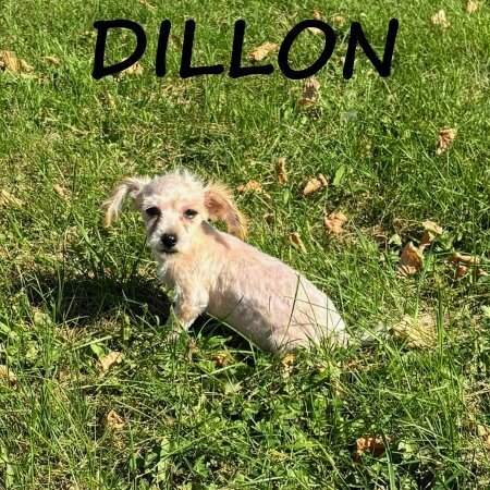 Dillon Male Yorkie Poo Puppy image 2