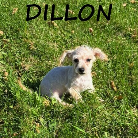 Dillon Male Yorkie Poo Puppy image 3