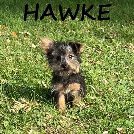 Hawke Male Yorkie Poo Puppy image 1