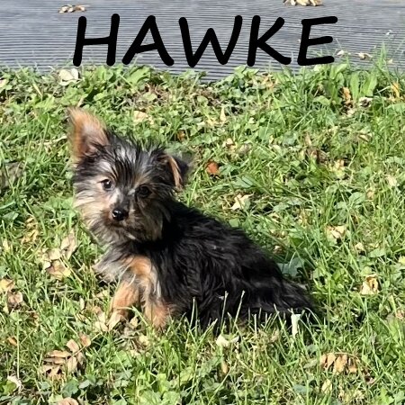 Hawke Male Yorkie Poo Puppy image 2