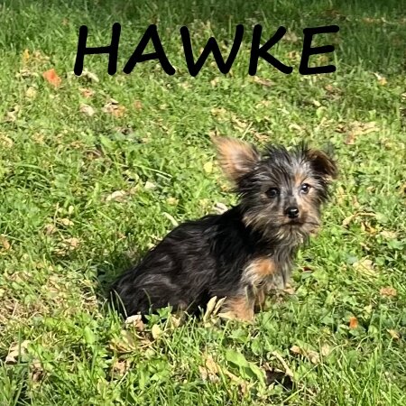 Hawke Male Yorkie Poo Puppy image 3