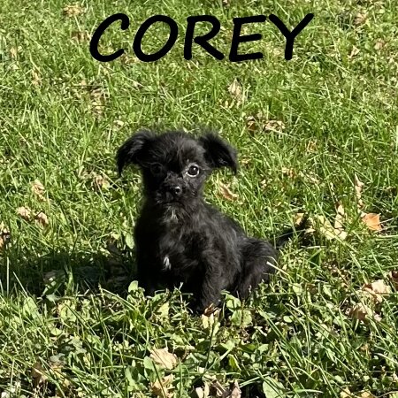 Corey Male Shorkie Puppy image 1