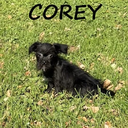 Corey Male Shorkie Puppy image 2