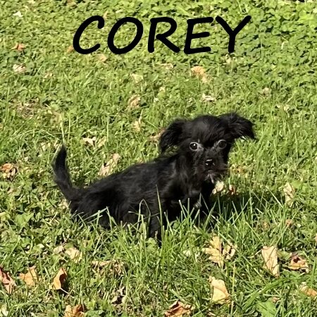 Corey Male Shorkie Puppy image 3