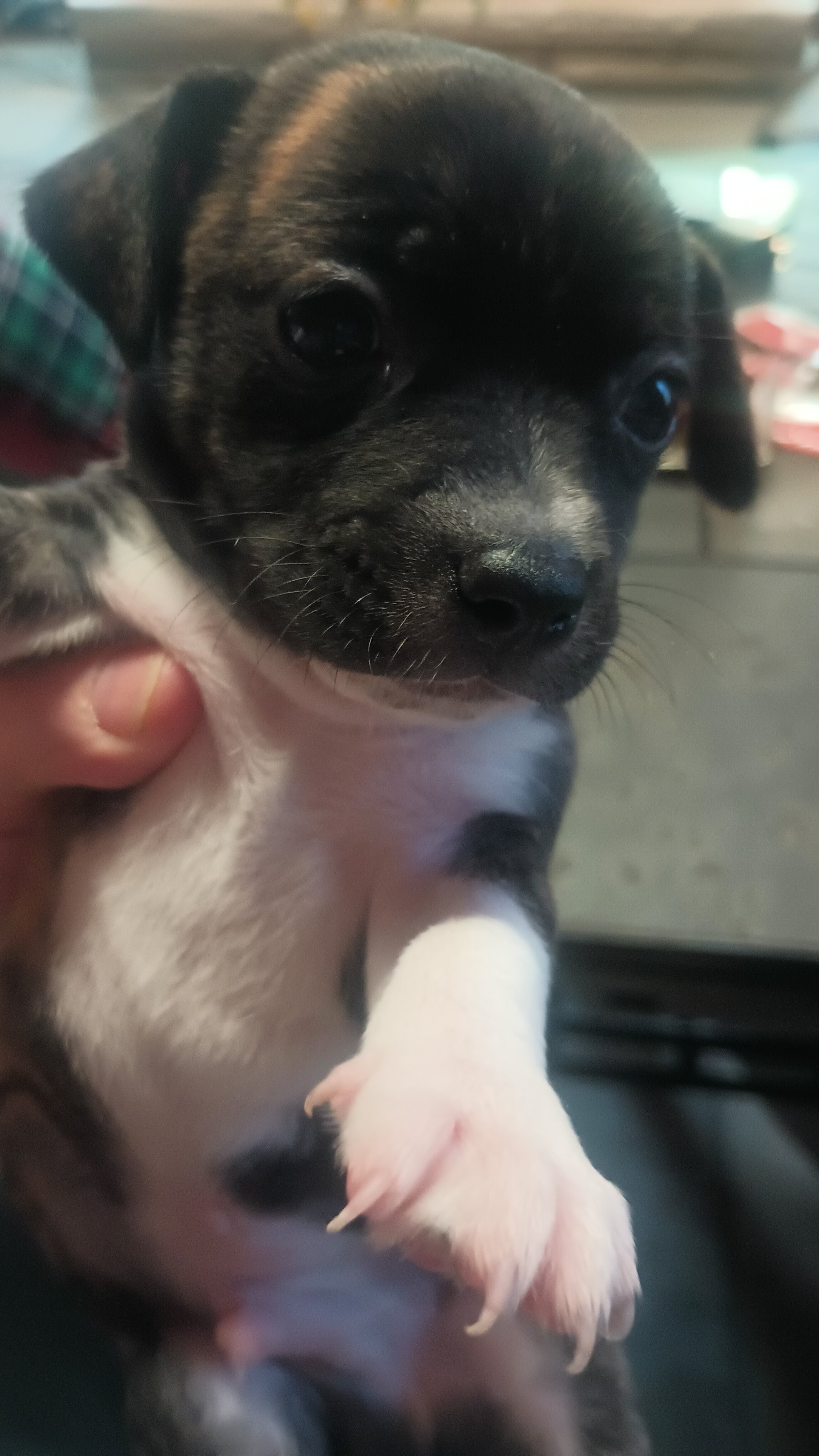 4 Chihuahua and jack Russell mix puppys image 2