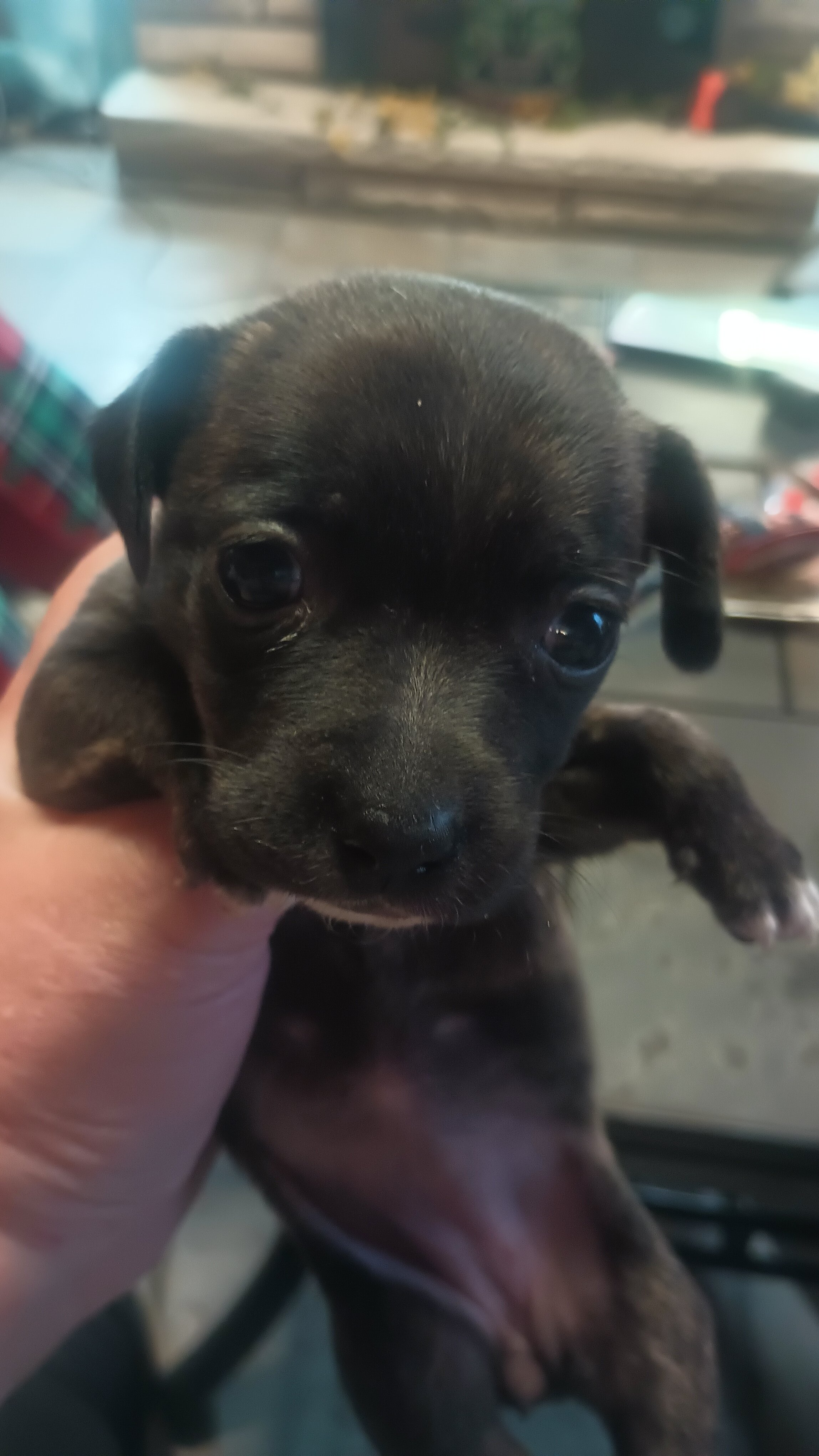 4 Chihuahua and jack Russell mix puppys image 1