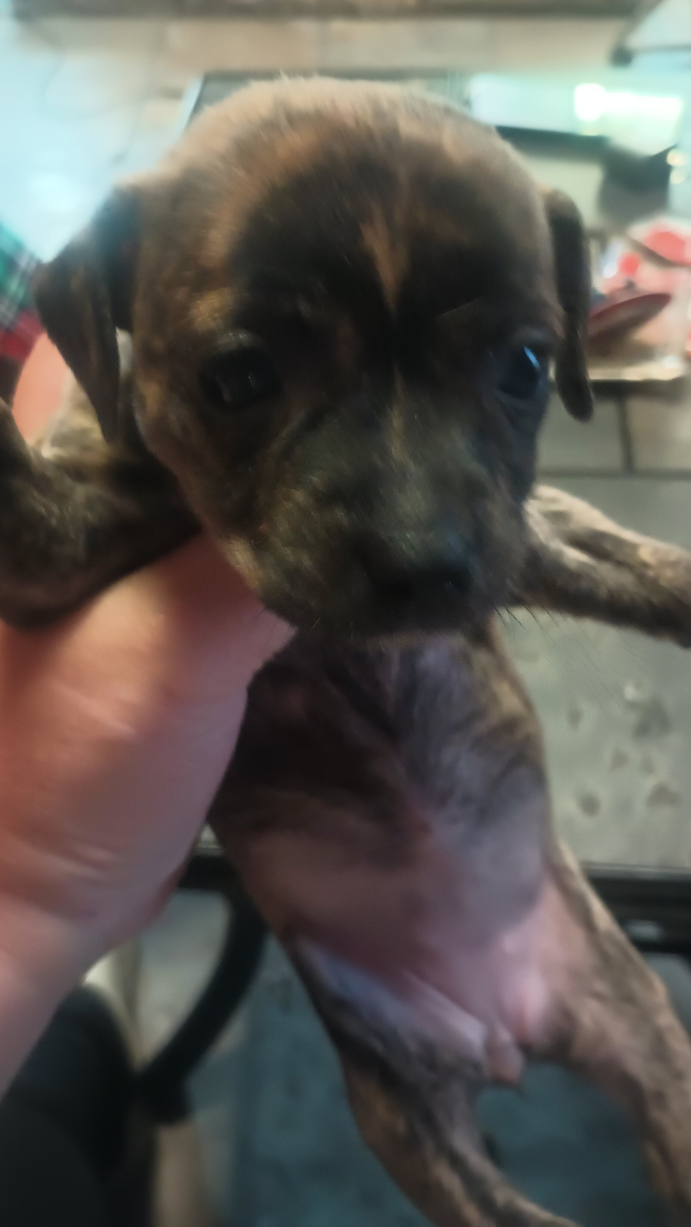4 Chihuahua and jack Russell mix puppys image 3