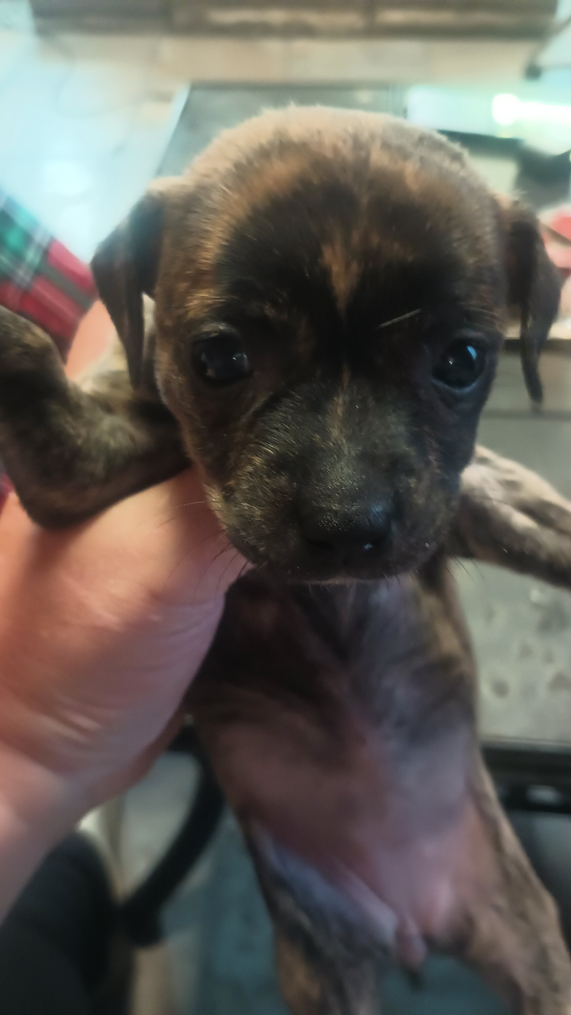 4 Chihuahua and jack Russell mix puppys image 4