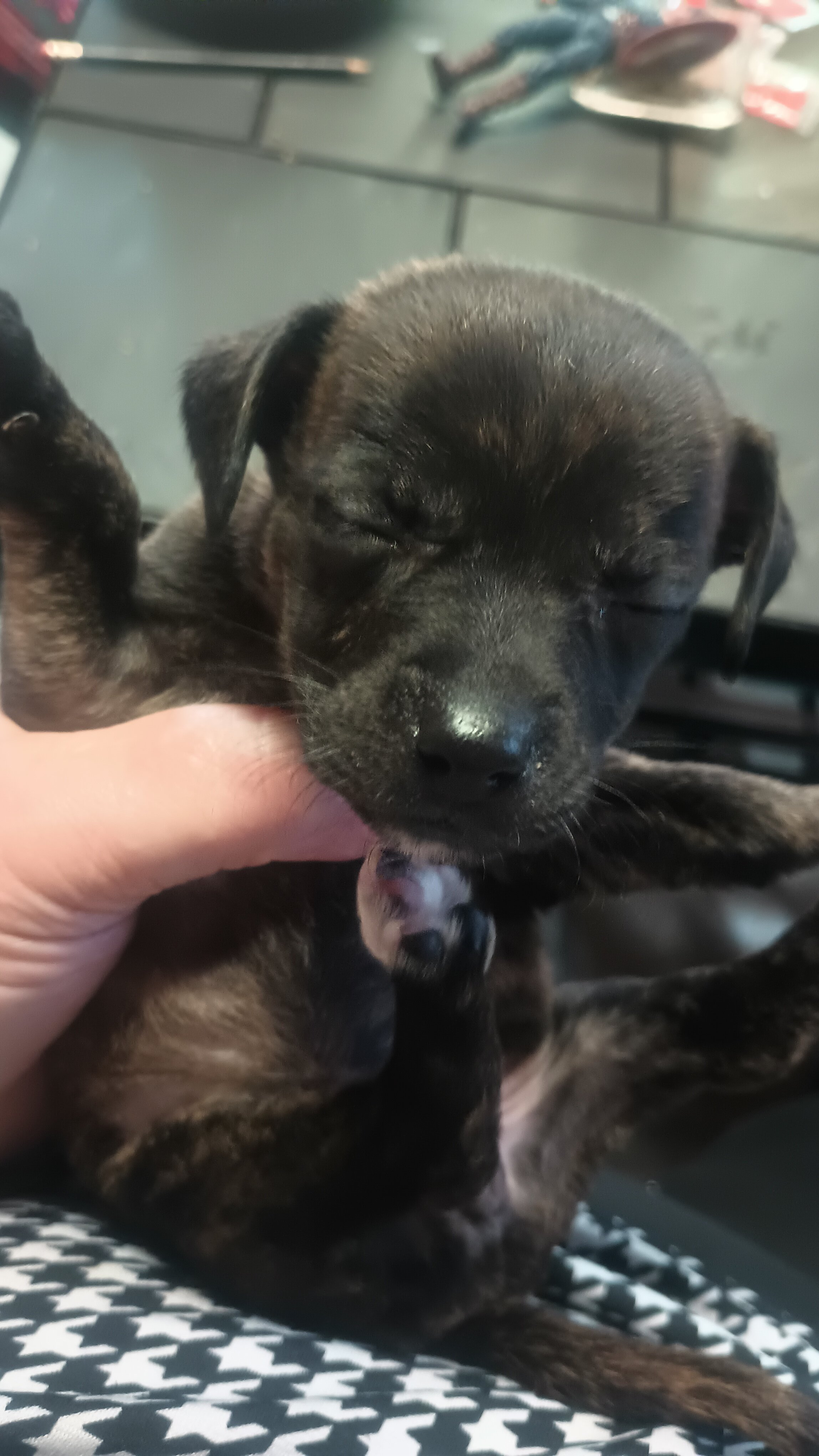 4 Chihuahua and jack Russell mix puppys image 5