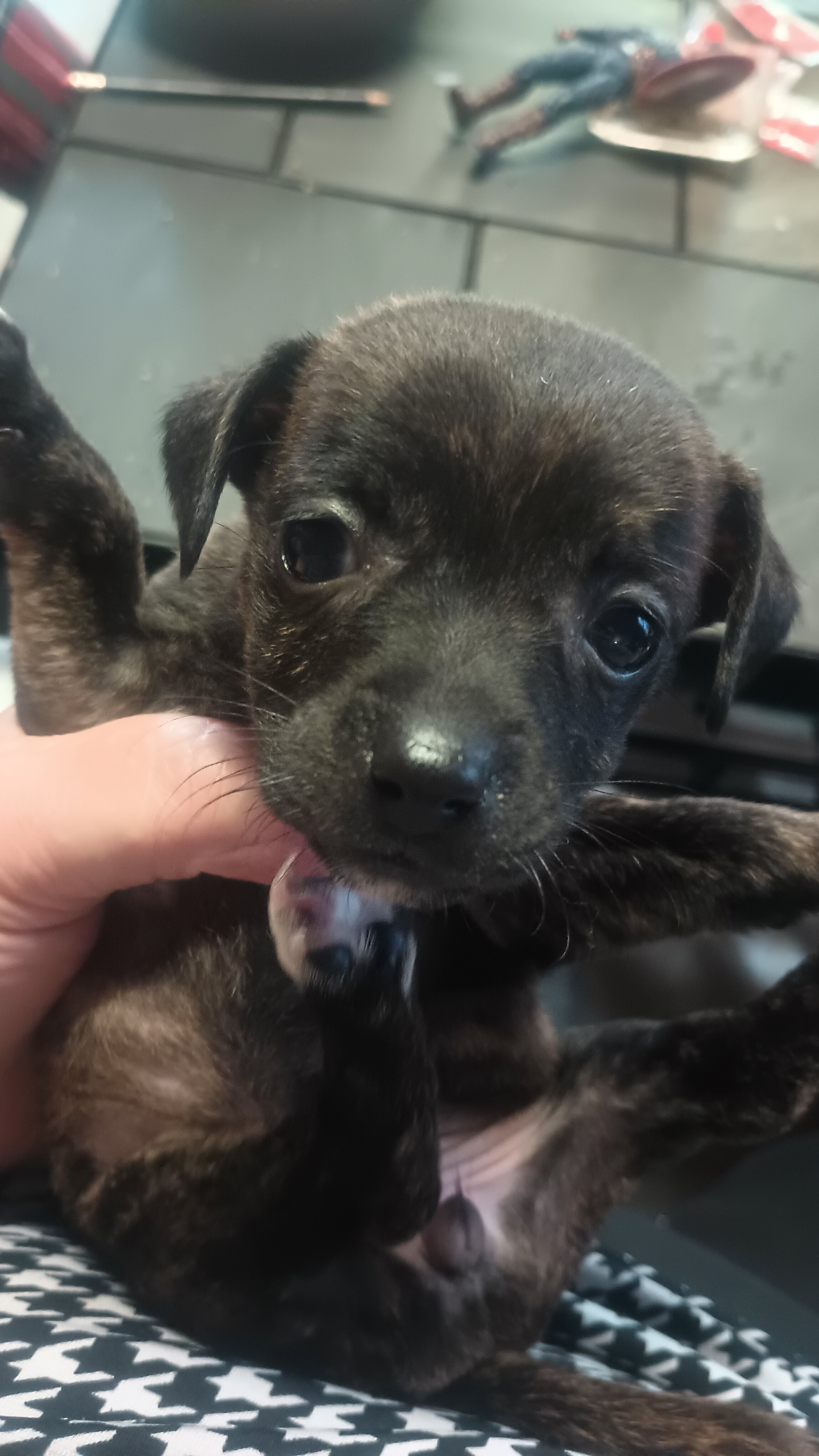 4 Chihuahua and jack Russell mix puppys image 6