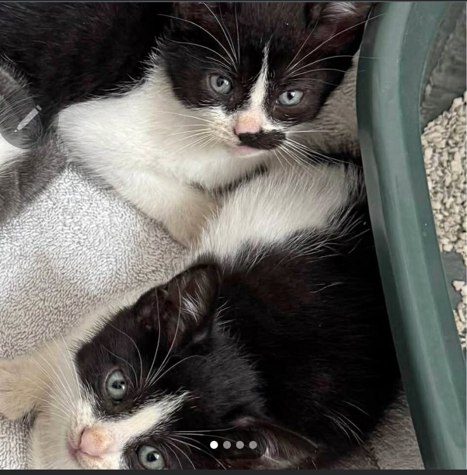 Tuxedo kittens image 1