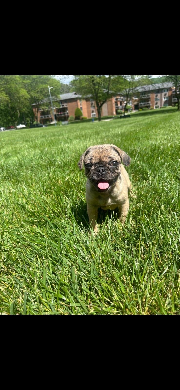 Toby pug image 1