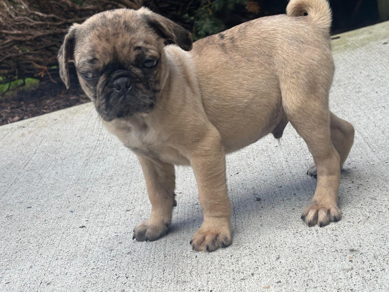 Toby pug image 3