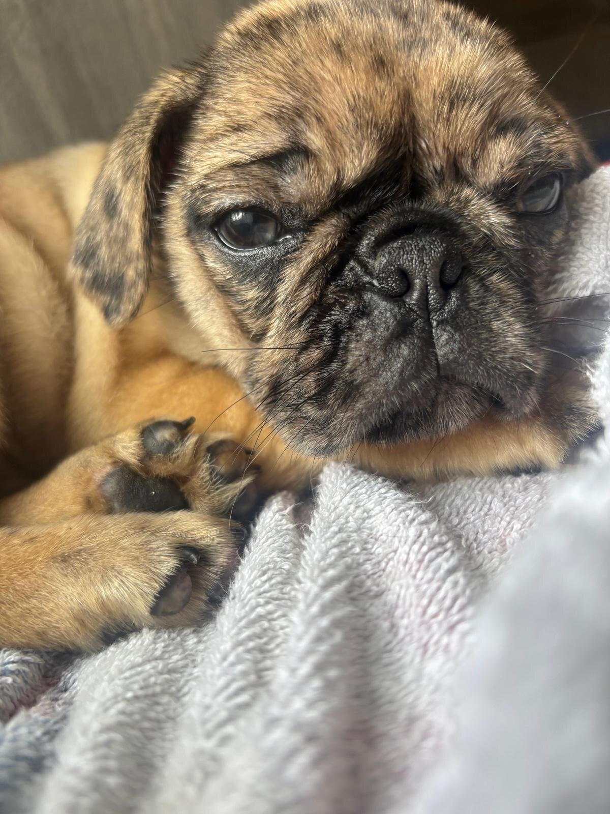 Toby pug image 4