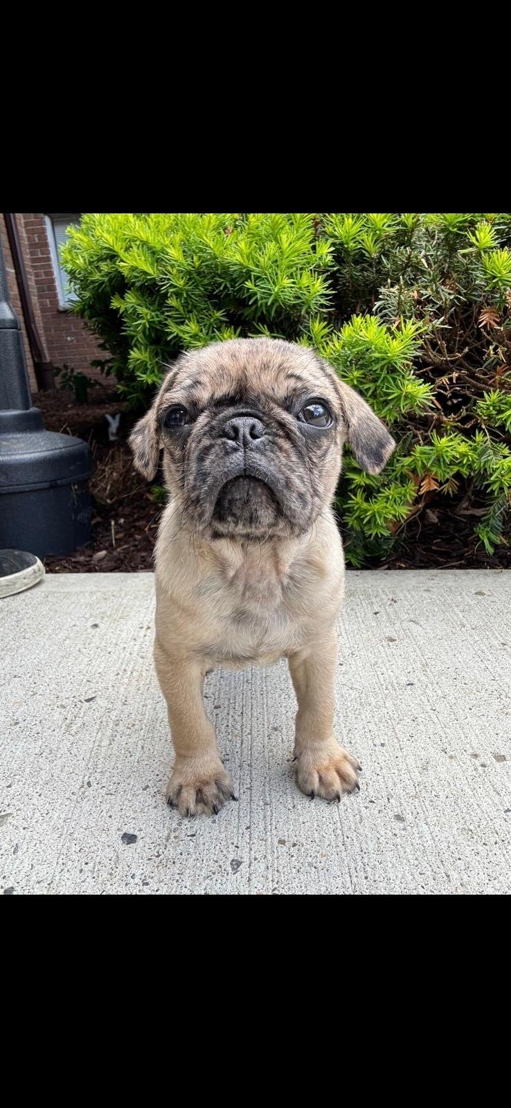 Toby pug image 5