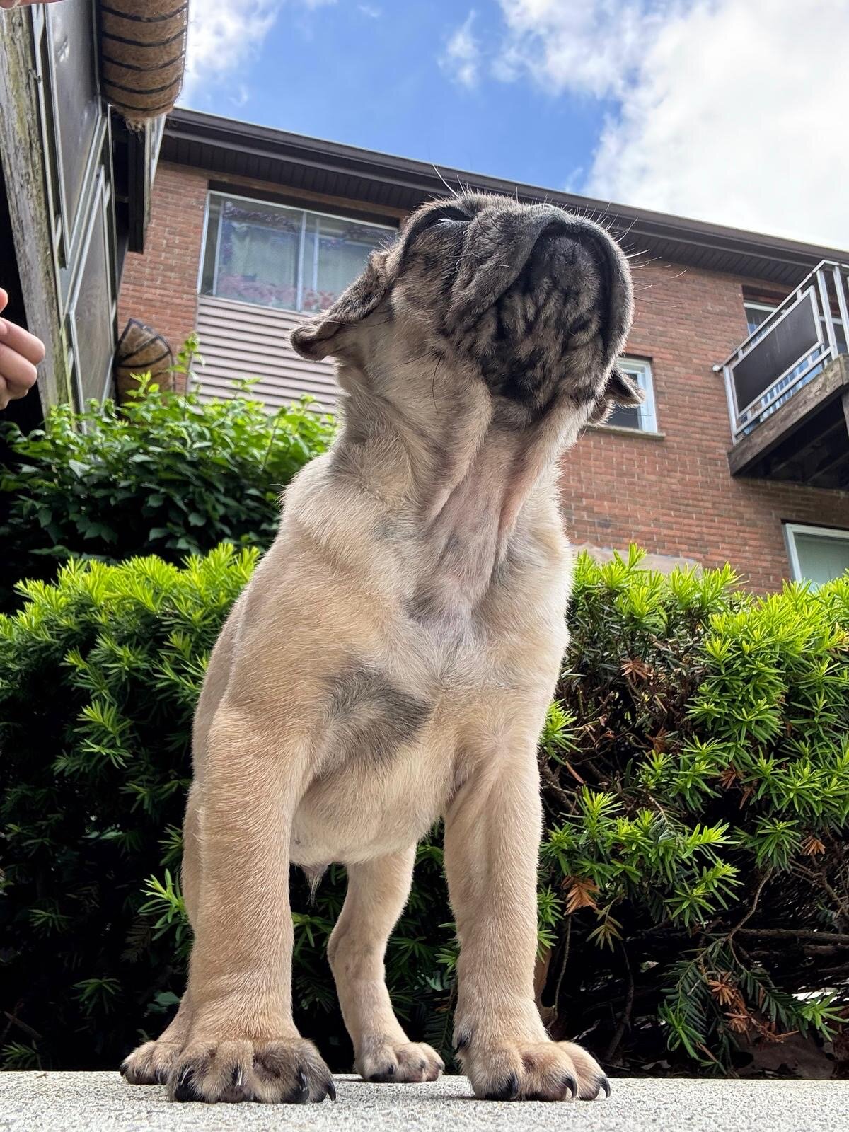 Toby pug image 2
